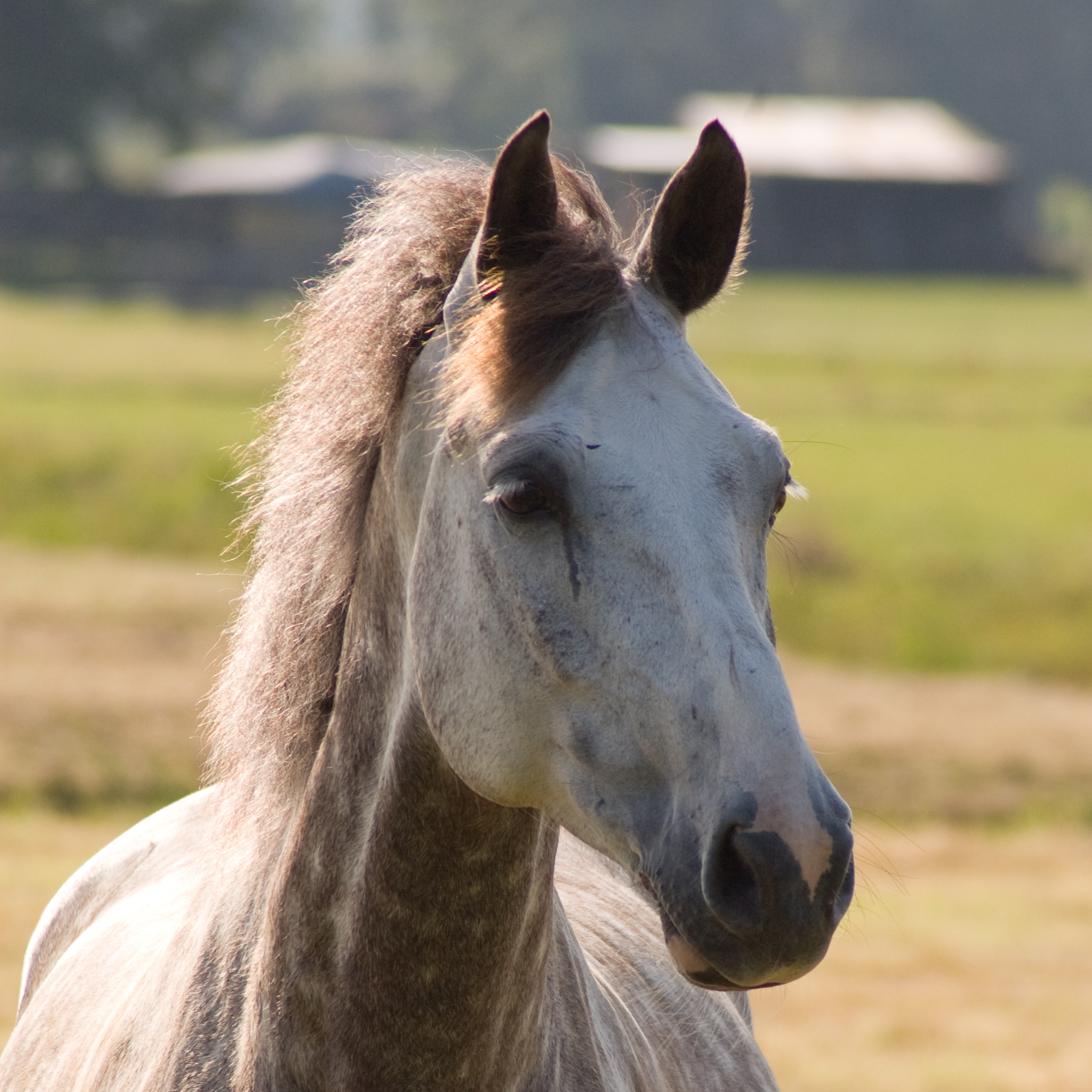 Depositphotos_2762976_original | Peaceful Acres Horses