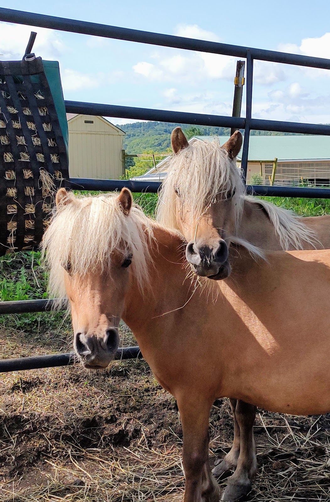 Diva and Diamond mini horses