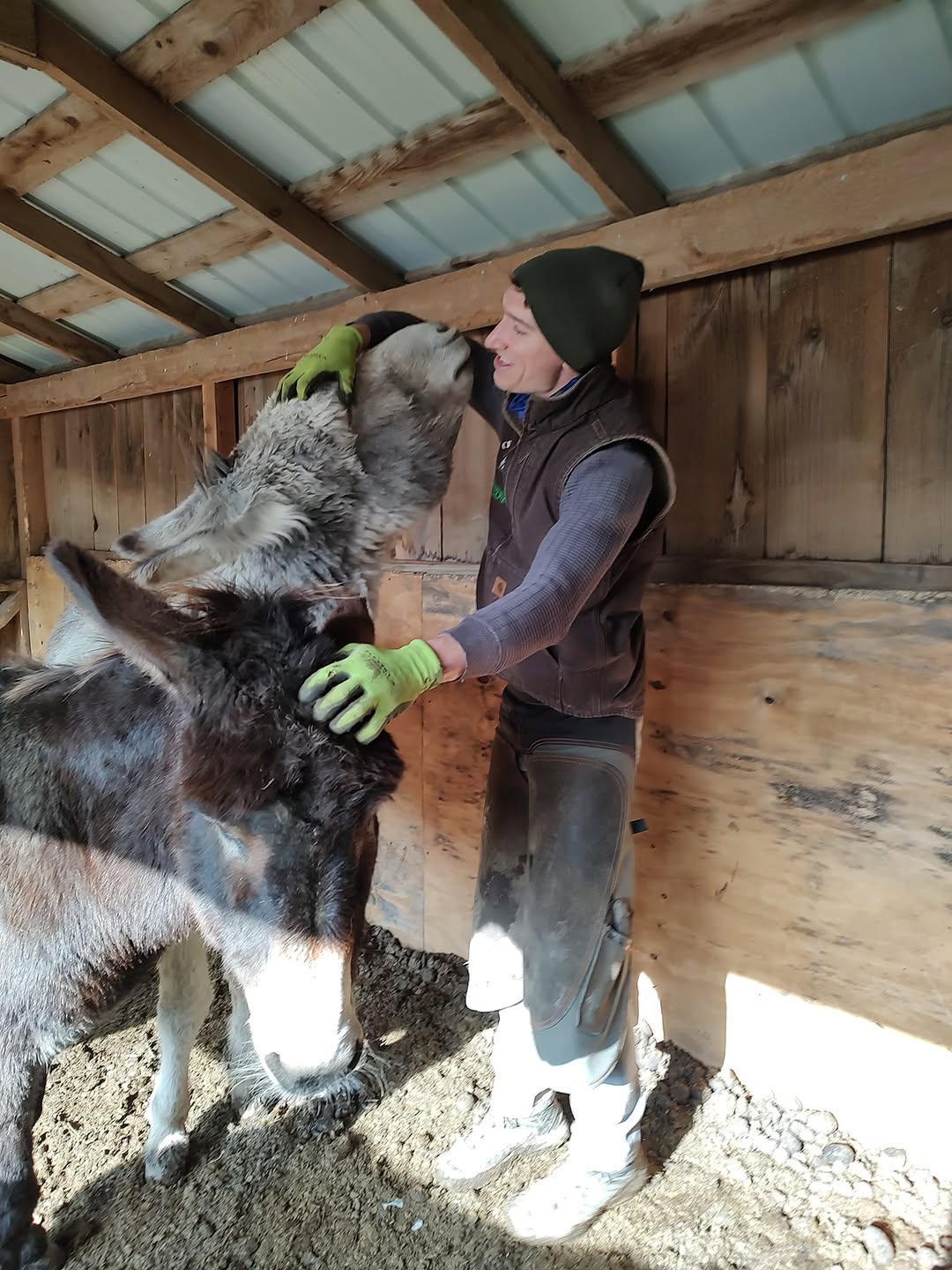 rescued as a baby donkey Melody with the farrier at PAH