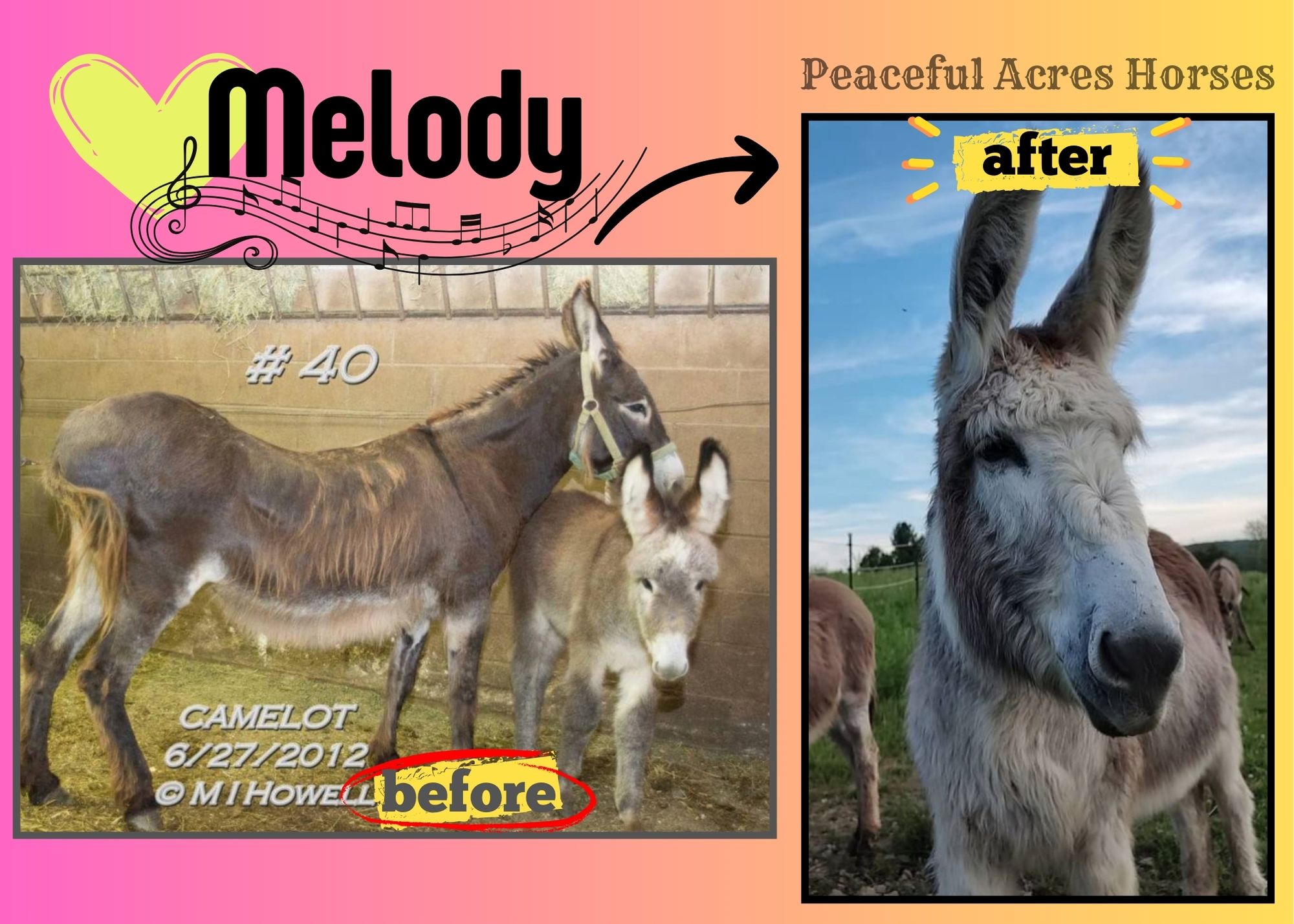 Rescued Donkey saved as a baby by PAH  Melody