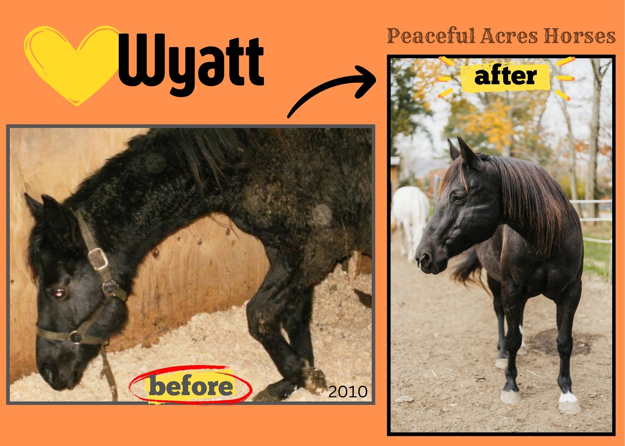 PAH Rescued Horse Wyatt before and after 